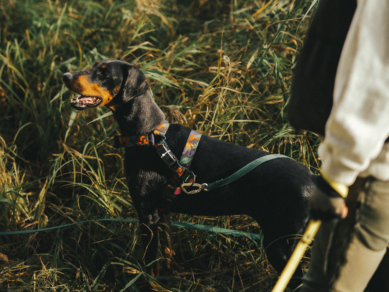 trening z psem we Wrocławiu – nauka odpoczywania wśród bodźców