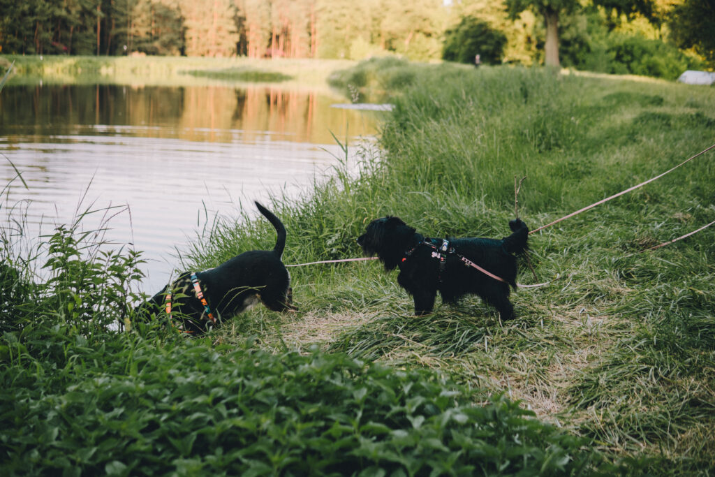 spacery socjalizacyjne Wrocław Park Wschodni